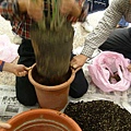 換盆5(3)盆栽連同土一併取出.JPG.JPG