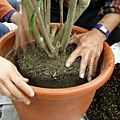 換盆6(1)盆栽置入新盆中(注意高度不可過高).JPG