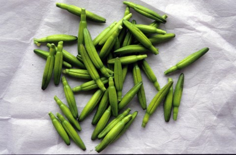 19.金針菜 (1).jpg