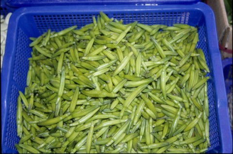 19.金針菜 (2).jpg