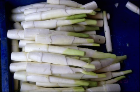 45茭白筍（茭白）.jpg