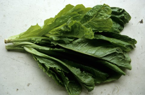 47葉萵苣（萵仔菜）1.jpg