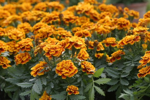 07.孔雀草-2 (1).jpg