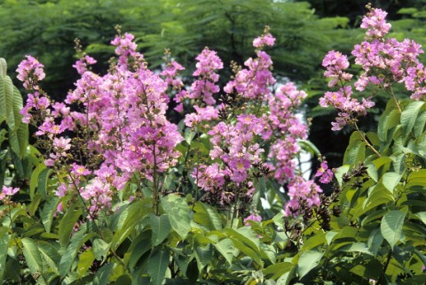 01大花紫薇 (2).jpg