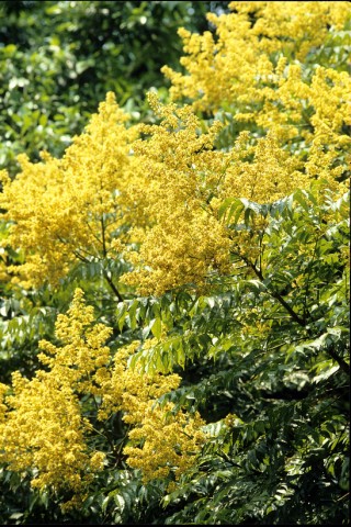 04台灣欒樹 (2).jpg