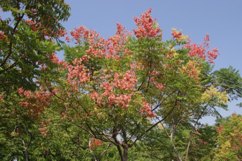 04台灣欒樹 (3).jpg