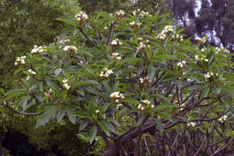 17緬梔（雞蛋花） (1).jpg