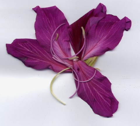 20.豔紫荊 (3).jpg