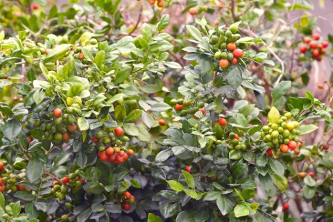 01月橘（七里香）） (1).jpg