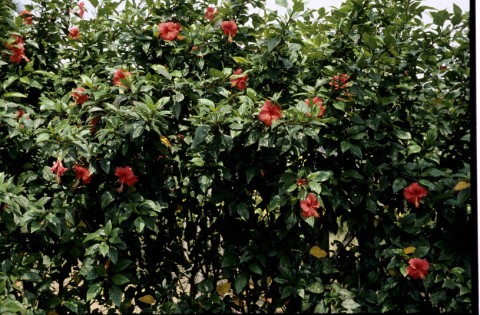 04朱槿（扶桑） (1).jpg