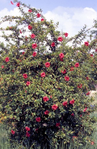 04朱槿（扶桑） (2).jpg