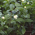 09茉莉花 (1).jpg