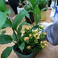 4將盆栽在容器裡試擺找出最合適組合.JPG
