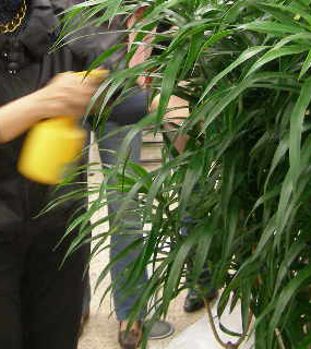 換盆8 最後別忘了澆水並將葉片沖洗乾淨.jpg