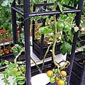 加上支架可以種蕃茄架.jpg