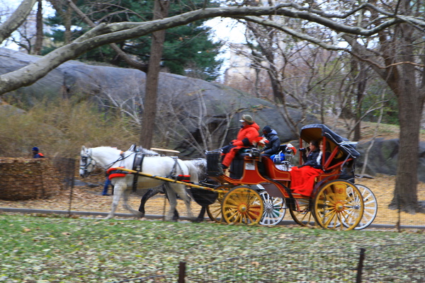 紐約中央公園內處處可見公主馬車