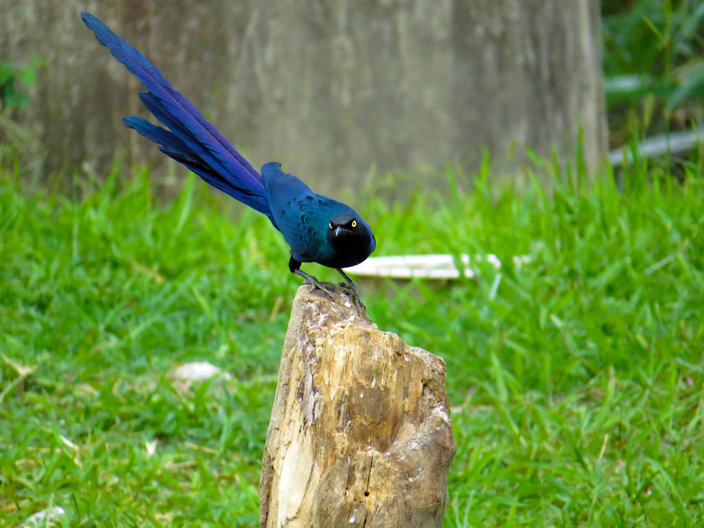 長尾輝椋鳥