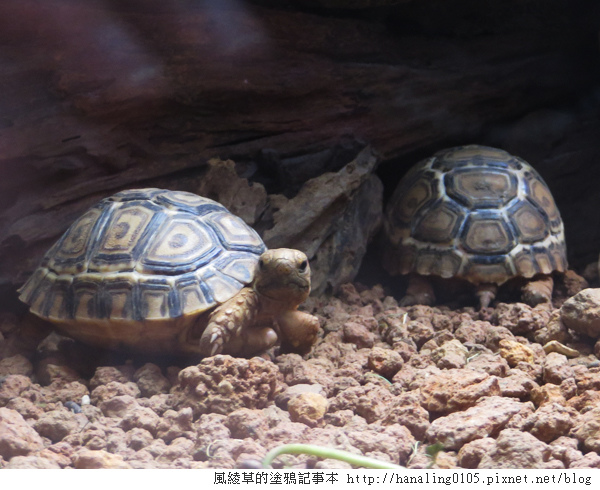 201300825貓空纜車與木柵動物園