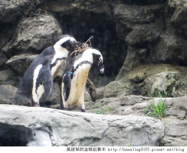 201300825貓空纜車與木柵動物園