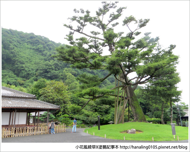 20180608篤姬的故鄉仙巖園