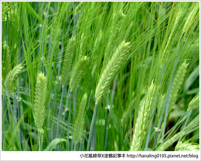 20180720北海道富良野薰衣草