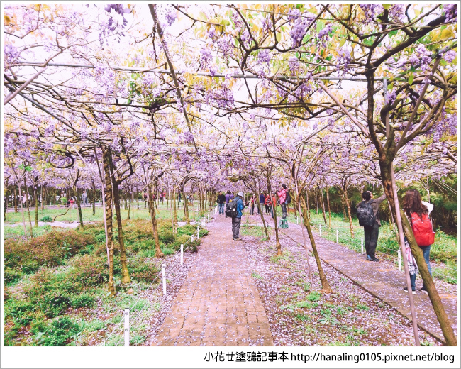 20190330紫藤咖啡館賞花