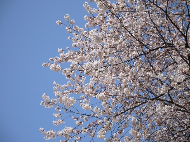 tokyo201204157