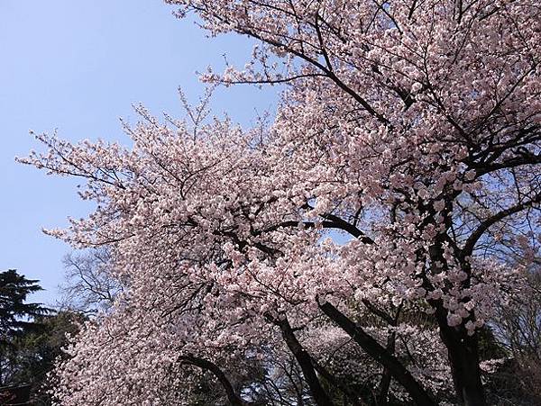 tokyo201204196