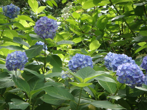生駒山上の紫陽花 葛小華開講 痞客邦 生駒山上の紫陽花 葛小華開講 痞客邦