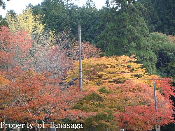 高野山賞楓-16