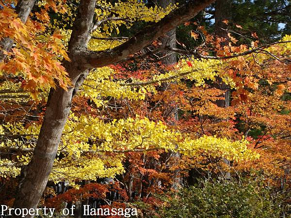 高野山賞楓-21