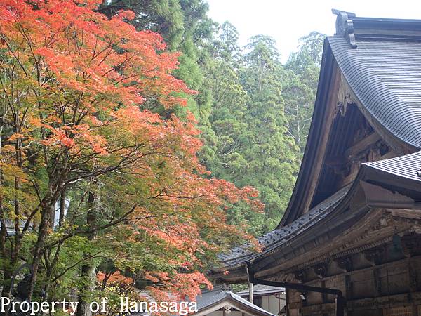 高野山賞楓-24