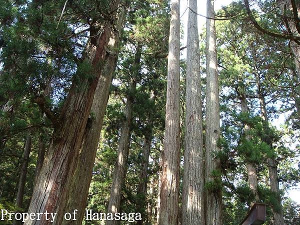 高野山賞楓-25