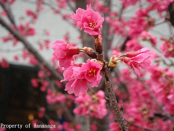 四號公園賞櫻花_4.JPG