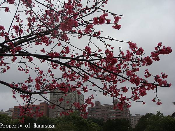 四號公園賞櫻花_06.JPG