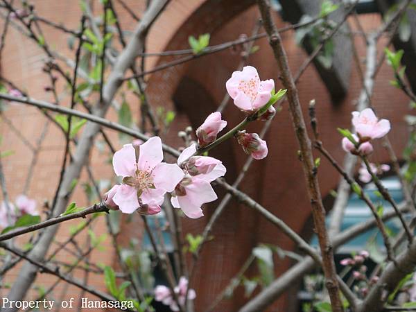 四號公園賞櫻花_12.JPG