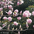 四號公園賞櫻花_15.JPG