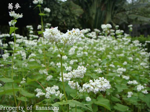 植物園散策_27.JPG