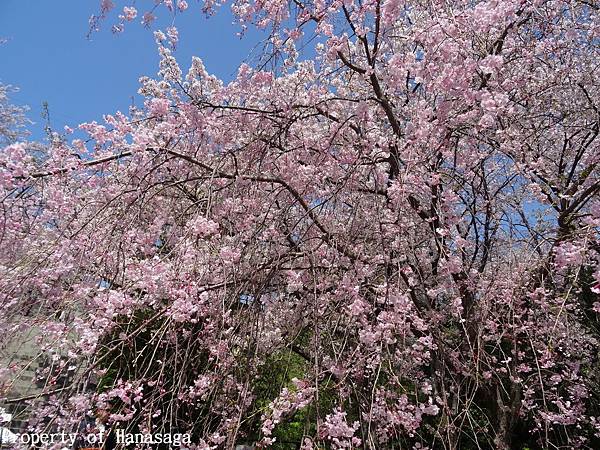 福岡西公園_18.JPG