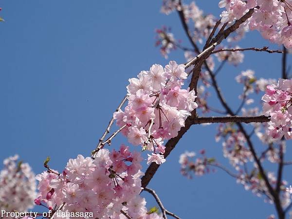 福岡西公園_22.JPG