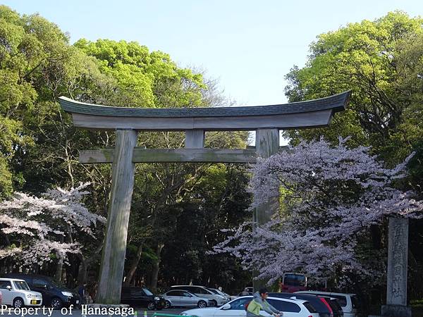 福岡城跡賞櫻花_02.JPG