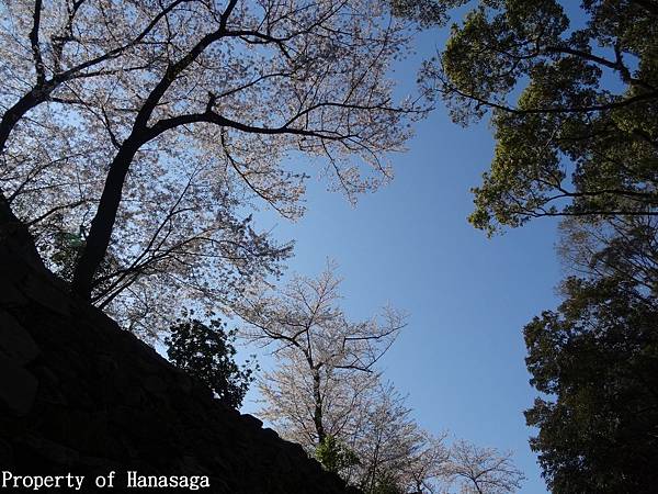 福岡城跡賞櫻花_04.JPG