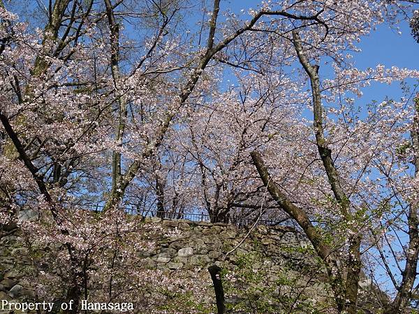 福岡城跡賞櫻花_05.JPG