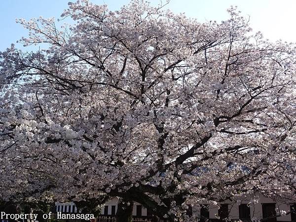 福岡城跡賞櫻花_13.JPG