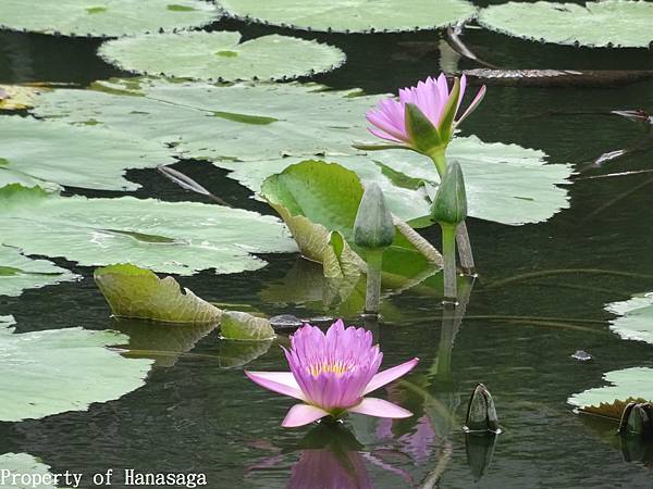 20140528_植物園賞荷花-07.JPG