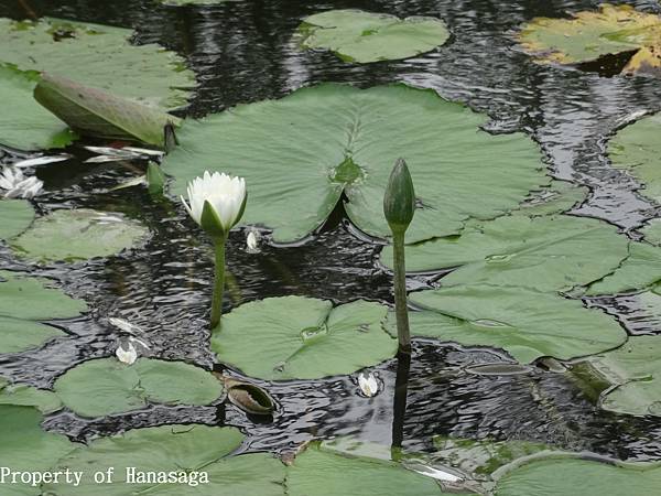 20140528_植物園賞荷花-09.JPG