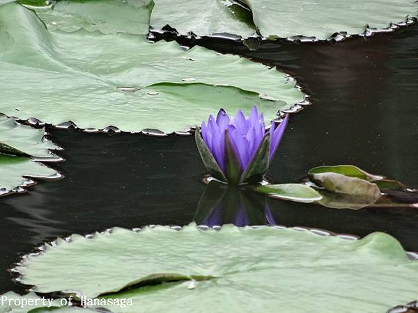 20140528_植物園賞荷花-10.JPG