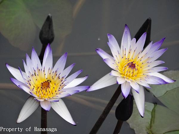 20140528_植物園賞荷花-12.JPG