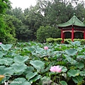 20140528_植物園賞荷花-14.JPG