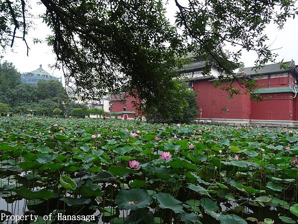 20140528_植物園賞荷花-15.JPG